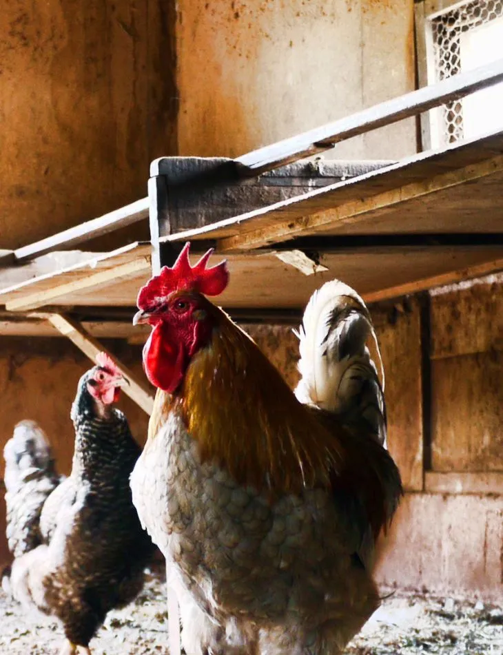 Hens inside a barn