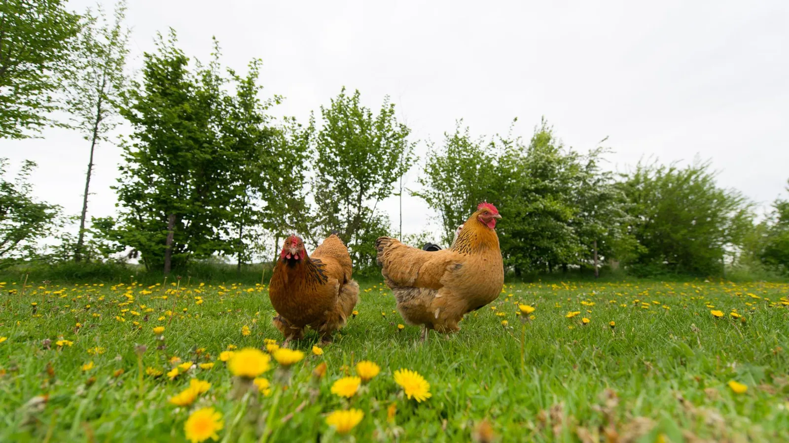 Two hens foraging in a dandelion meadow