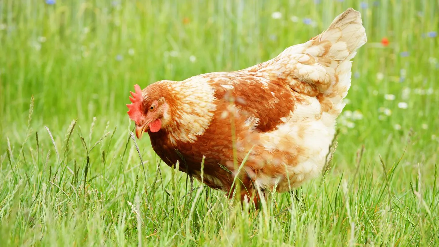 Red hen