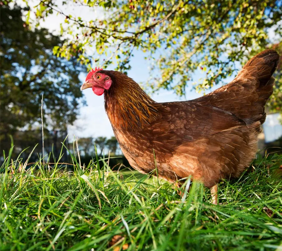 Hen in grass