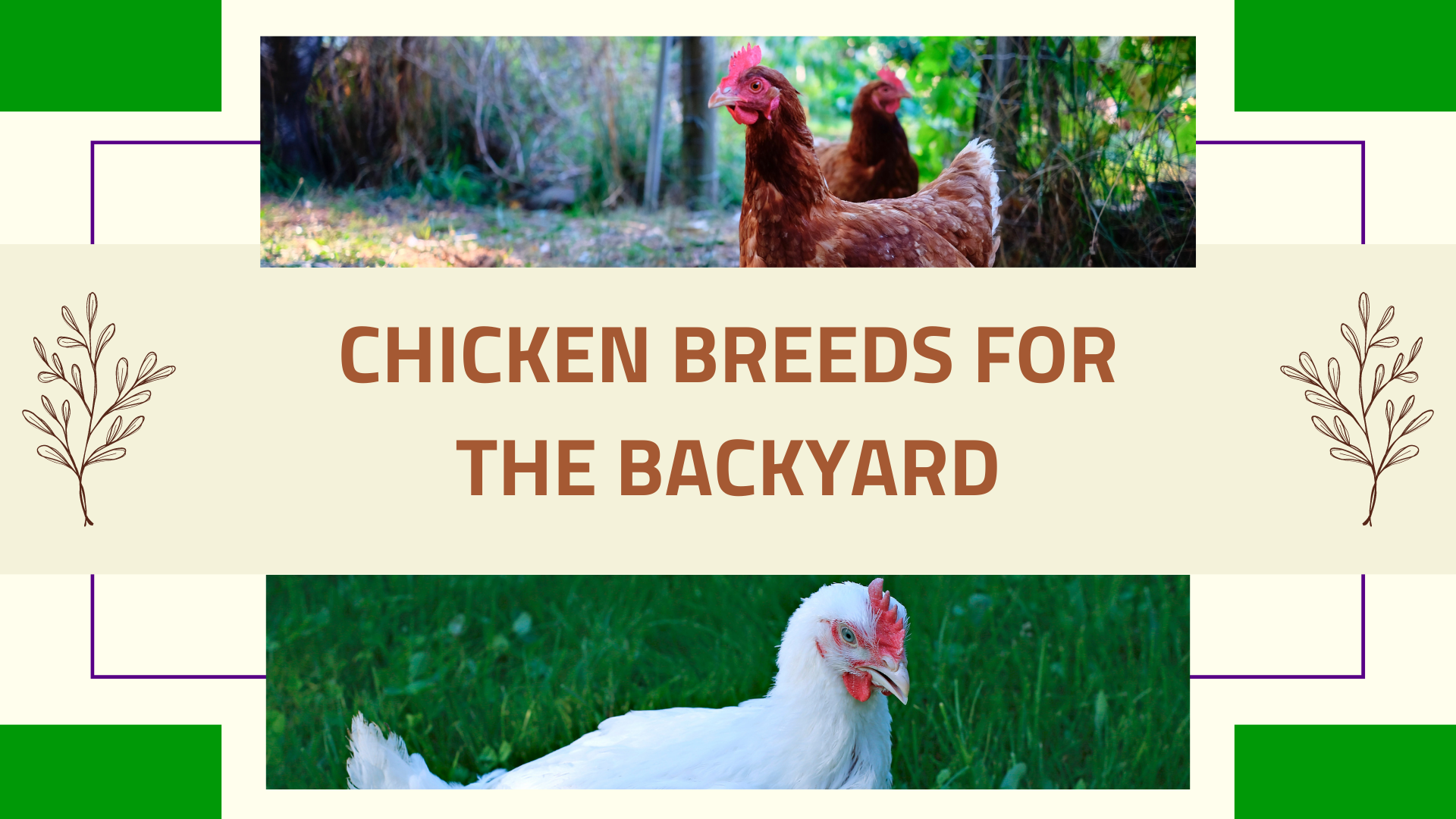 Chicken breeds for the backyard
