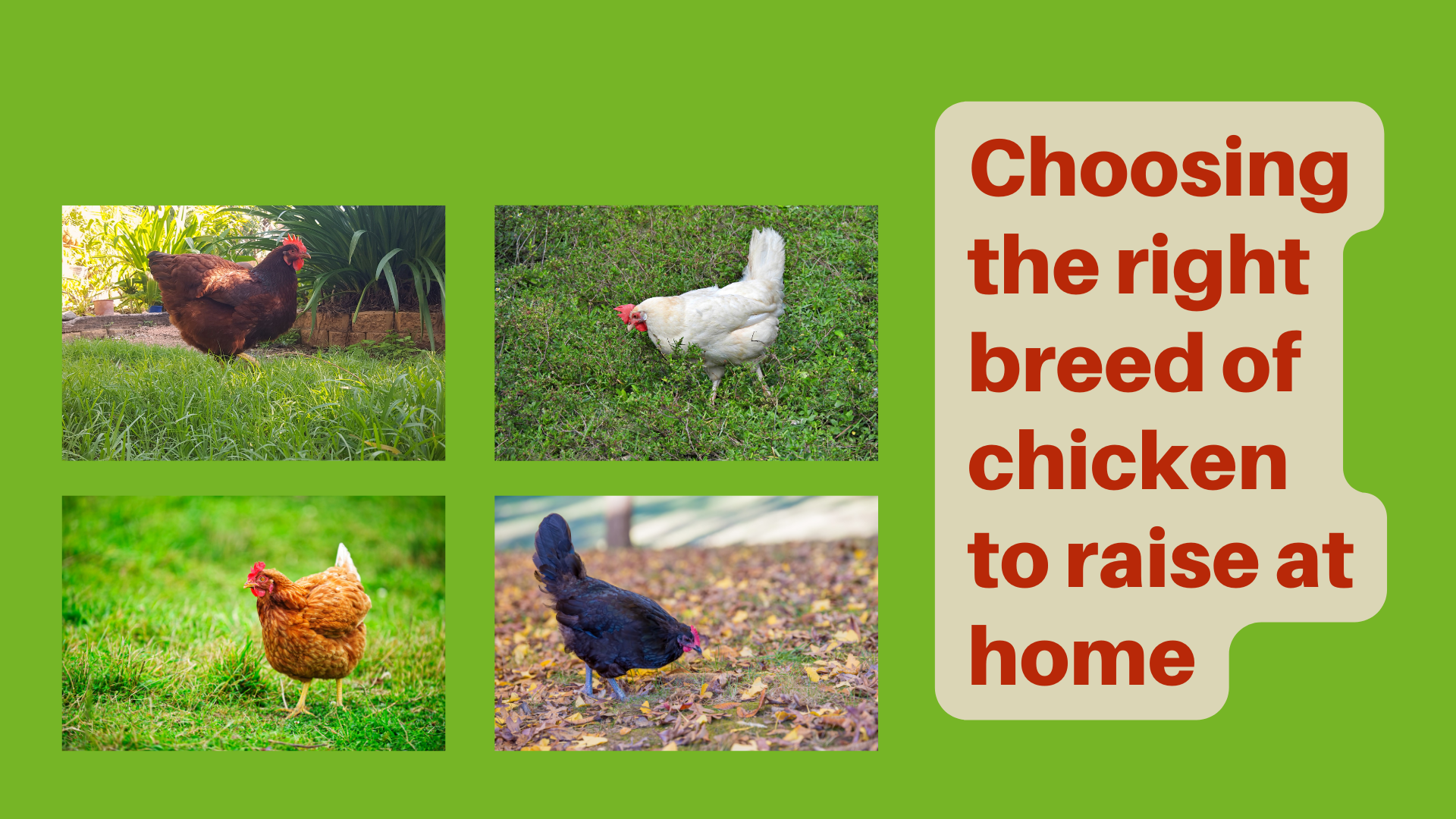 Choosing The Right Breed Of Chicken To Raise At Home