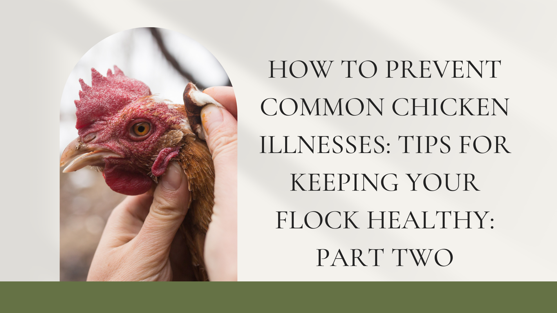 How to Prevent Common Chicken Illnesses: Tips for Keeping Your Flock Healthy: Part Two