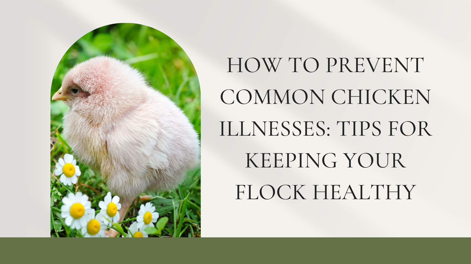How to Prevent Common Chicken Illnesses: Tips for Keeping Your Flock Healthy