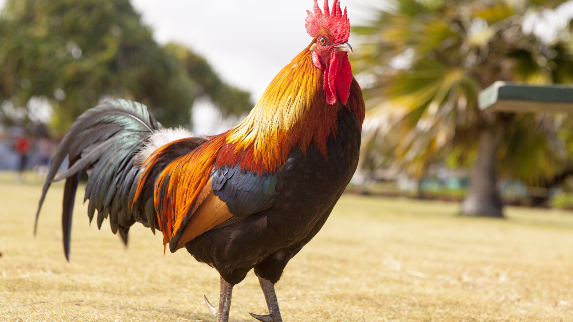 Pros and Cons of Owning a Rooster