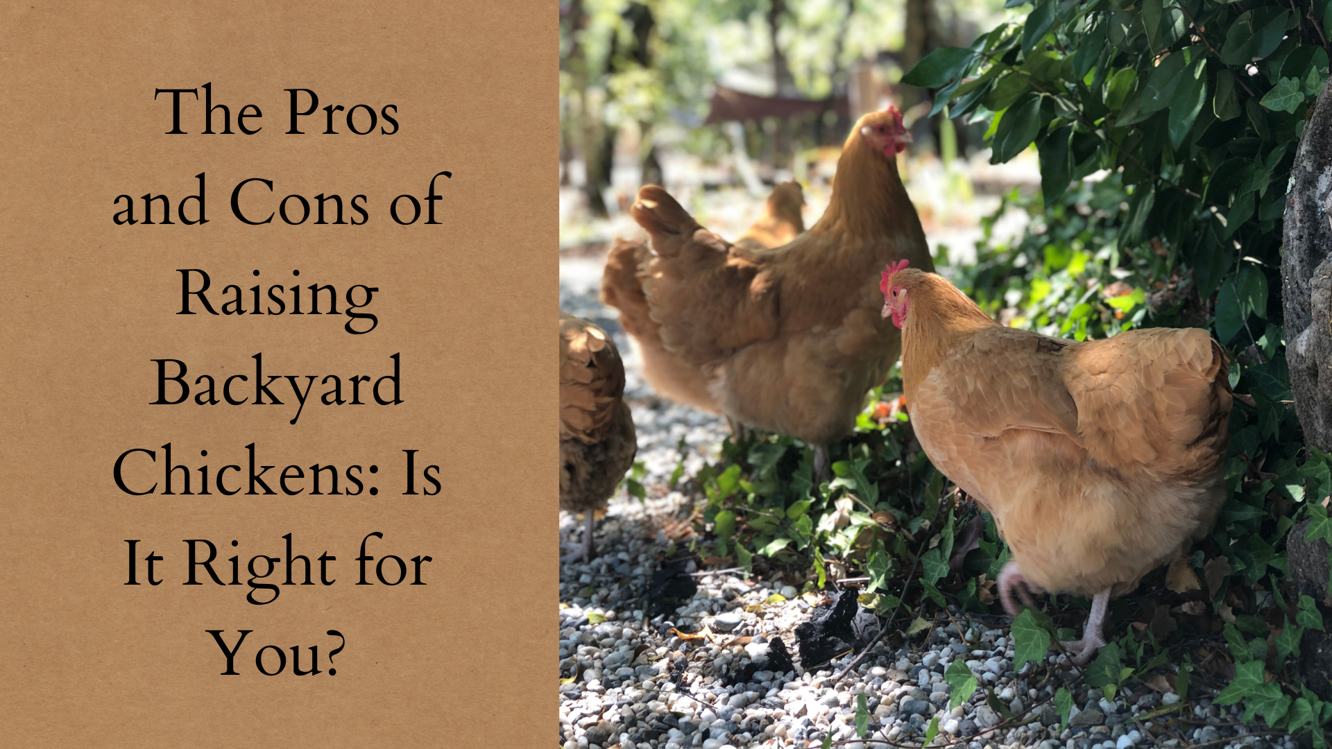 The Pros and Cons of Raising Backyard Chickens: Is It Right for You?