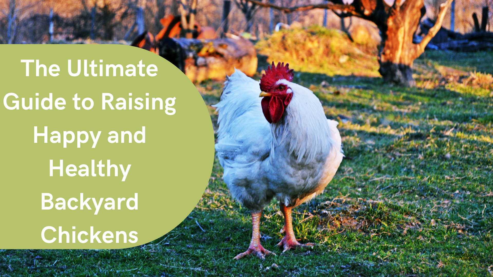 The Ultimate Guide to Raising Happy and Healthy Backyard Chickens