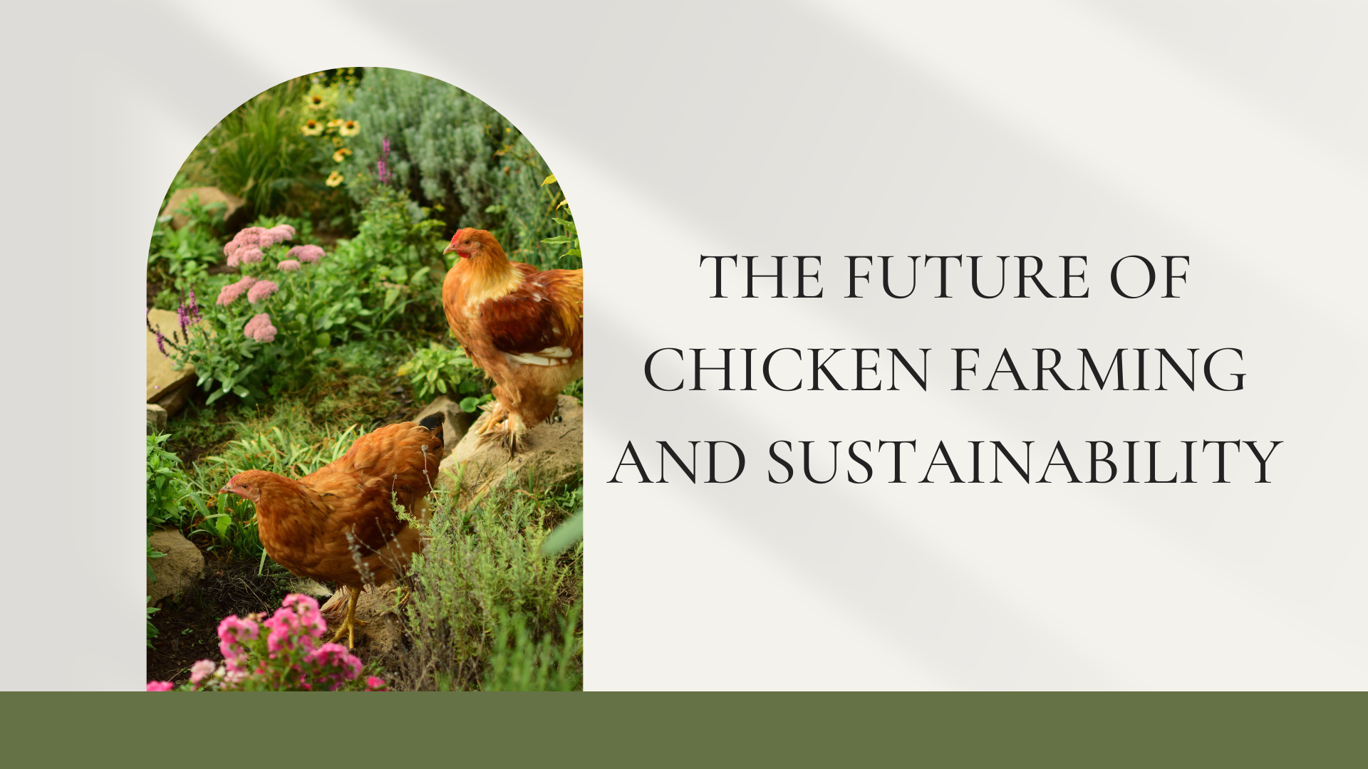 The Future of Chicken Farming and Sustainability
