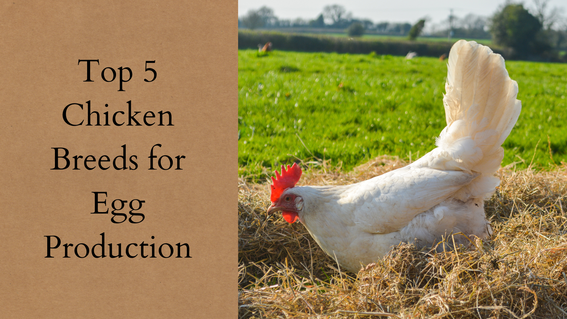 Top 5 Chicken Breeds for Egg Production
