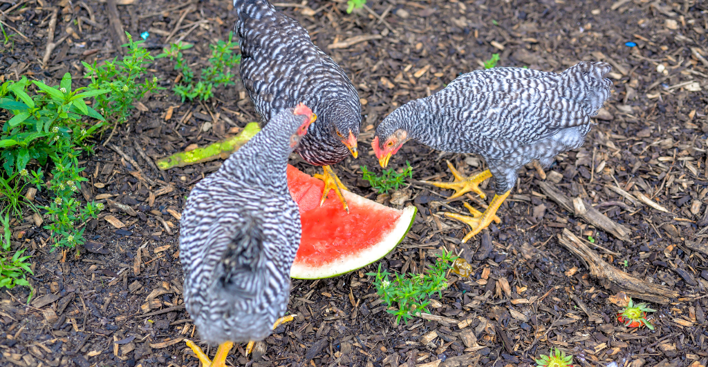 Healthy Treats for Chickens