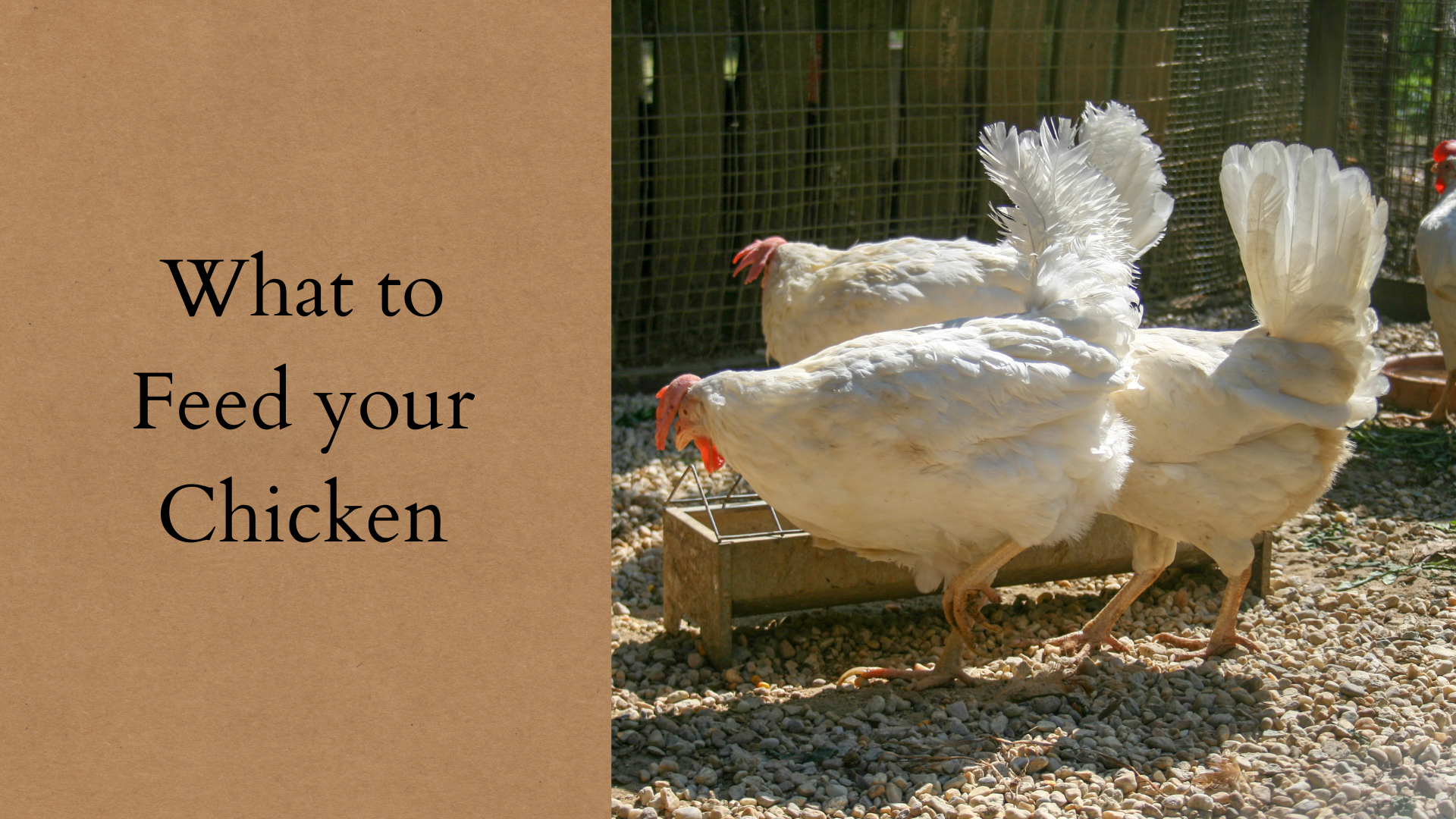What to Feed your Chickens