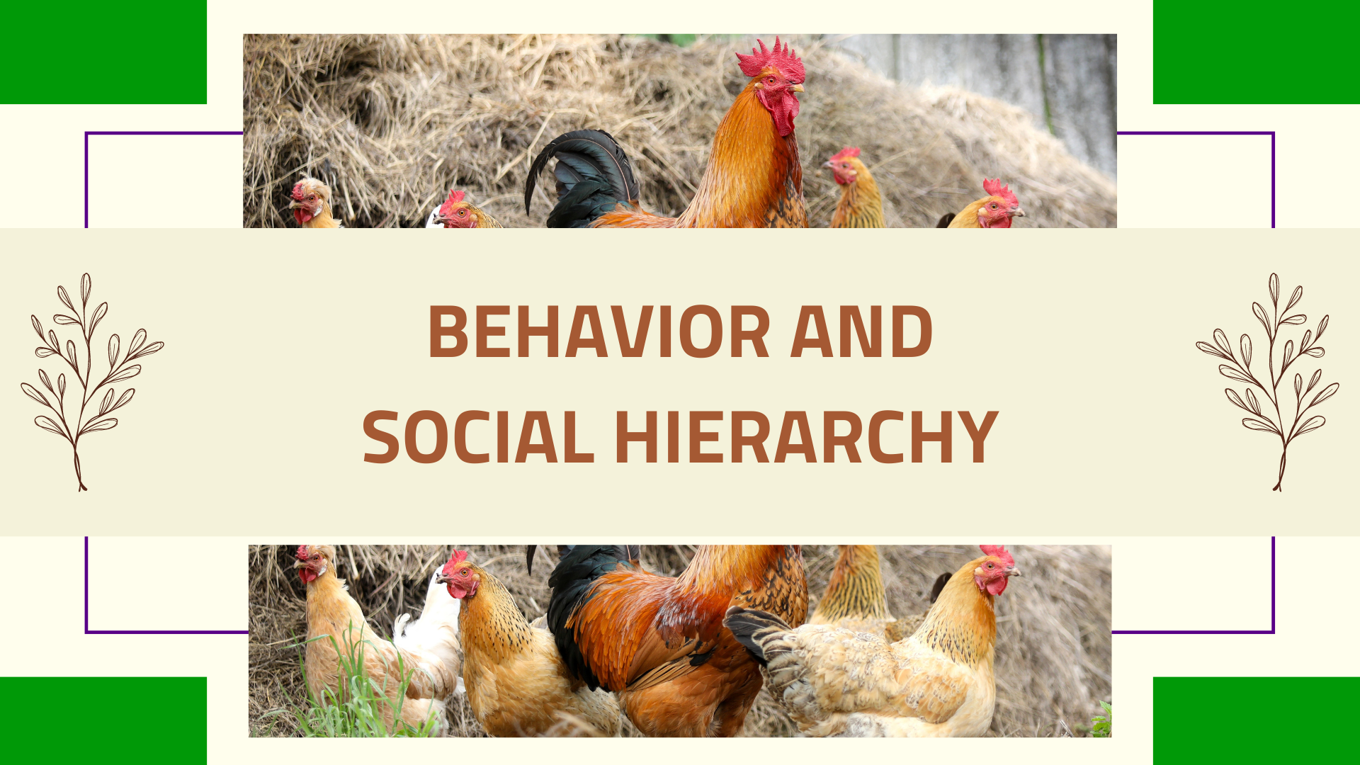 Chicken Behavior and social hierarchy