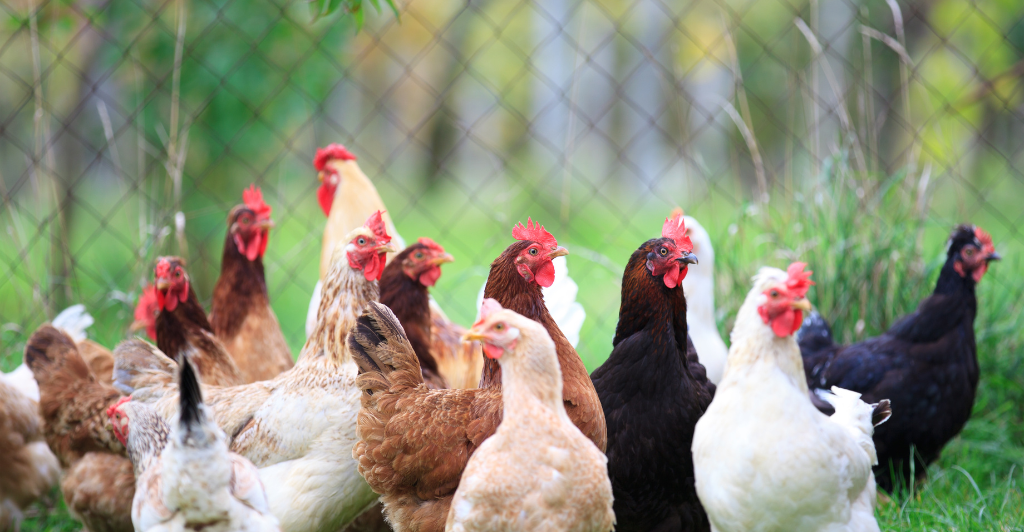 Chicken Behavior and social hierarchy