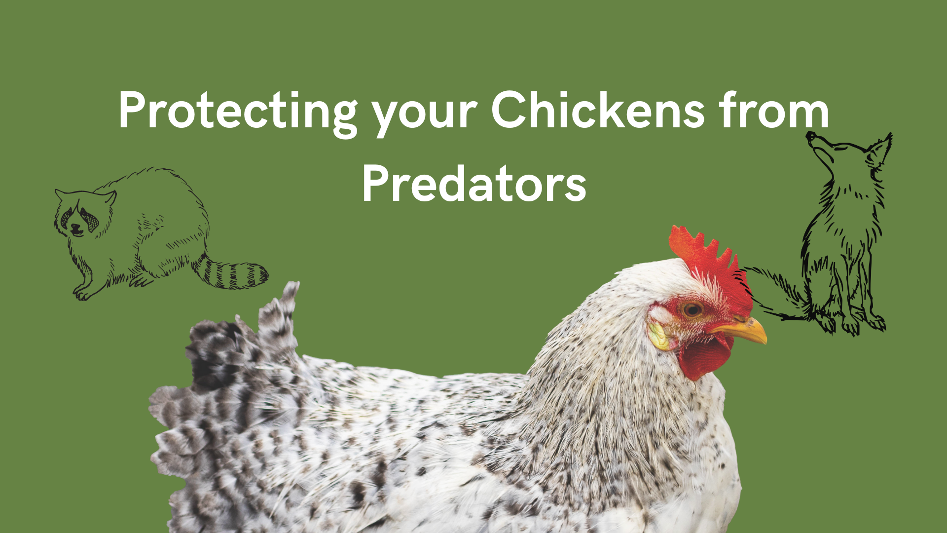 Protecting your Chickens from Predators