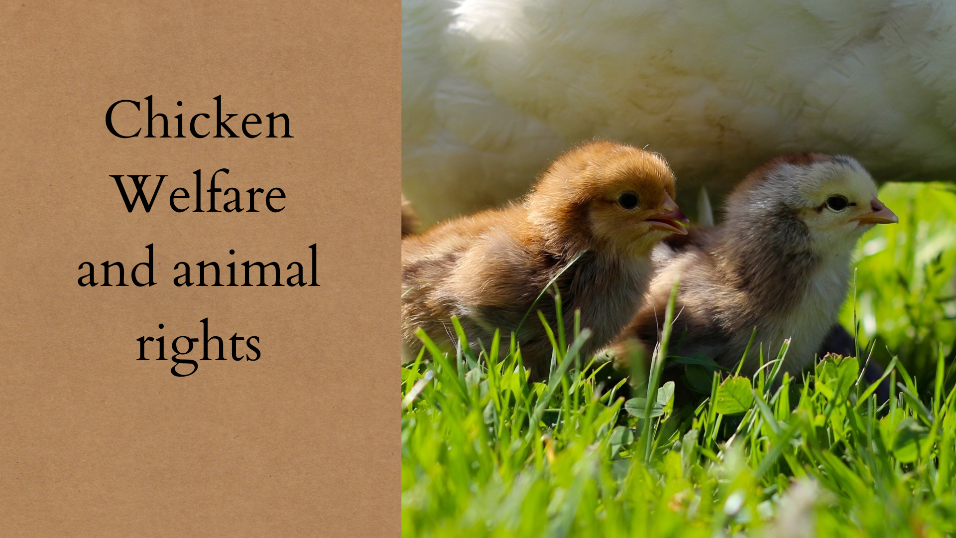 Chicken Welfare and animal rights