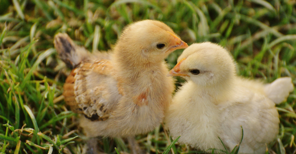 Chicken Welfare and animal rights