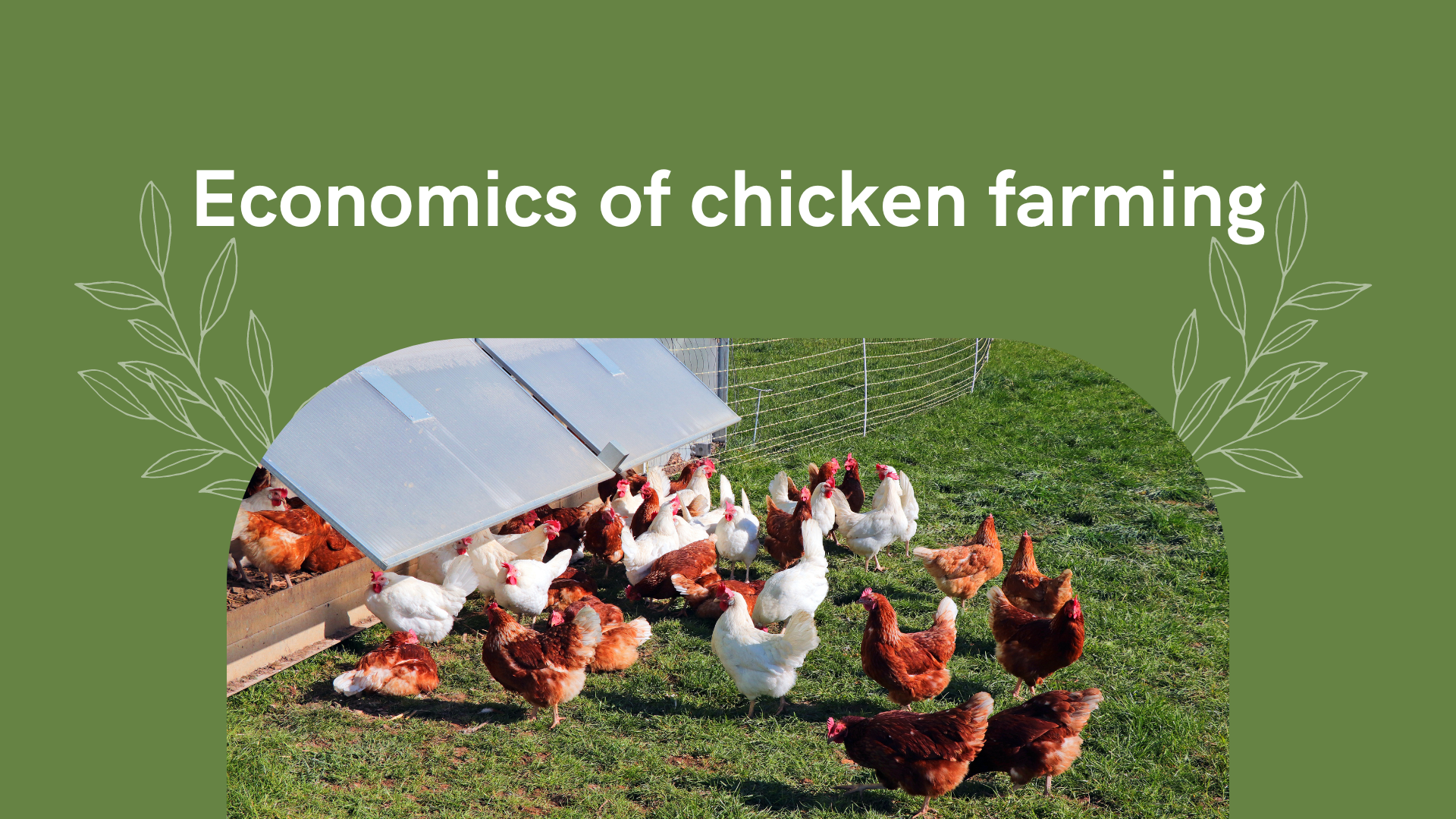 Economics of chicken farming