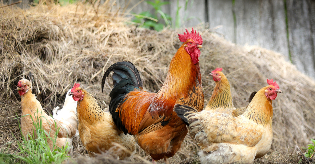 
Economics of chicken farming