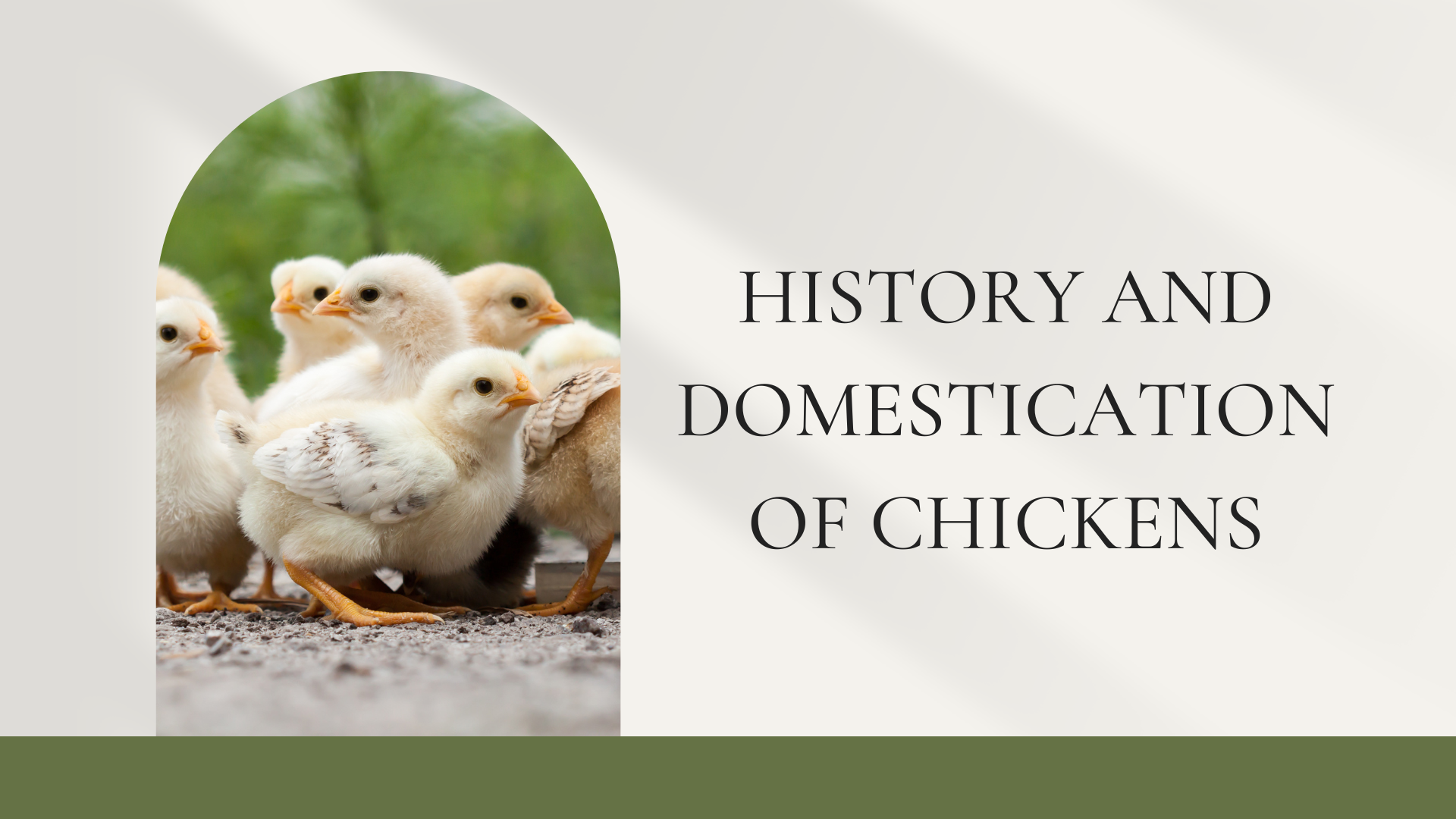 History and domestication of chickens