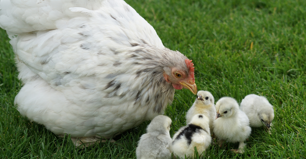 History and domestication of chickens