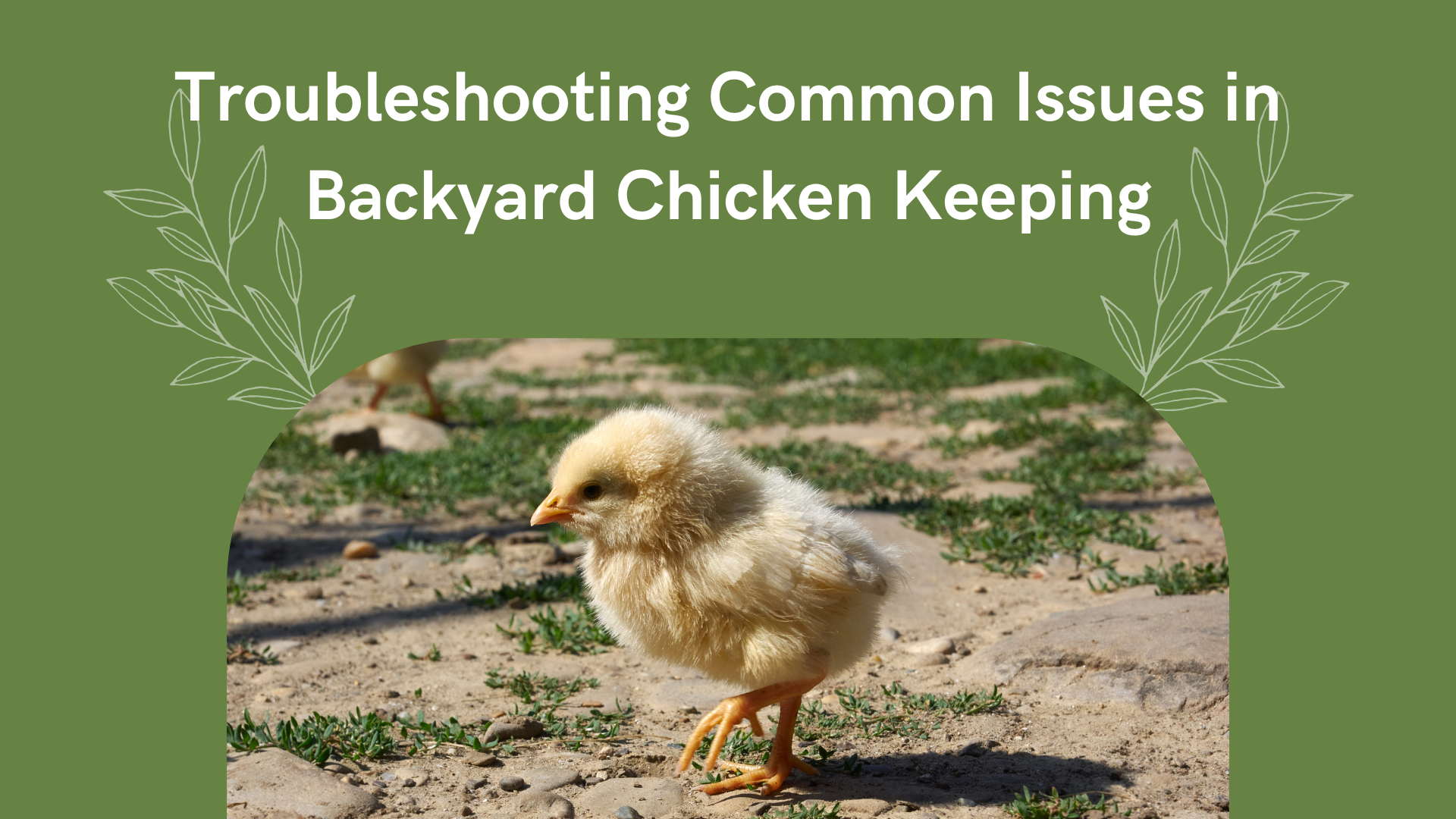 Troubleshooting Common Issues in Backyard Chicken Keeping