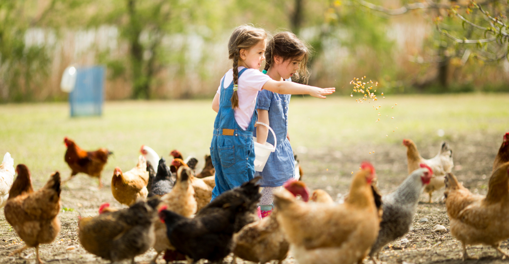 Chicken Communication and Vocalizations