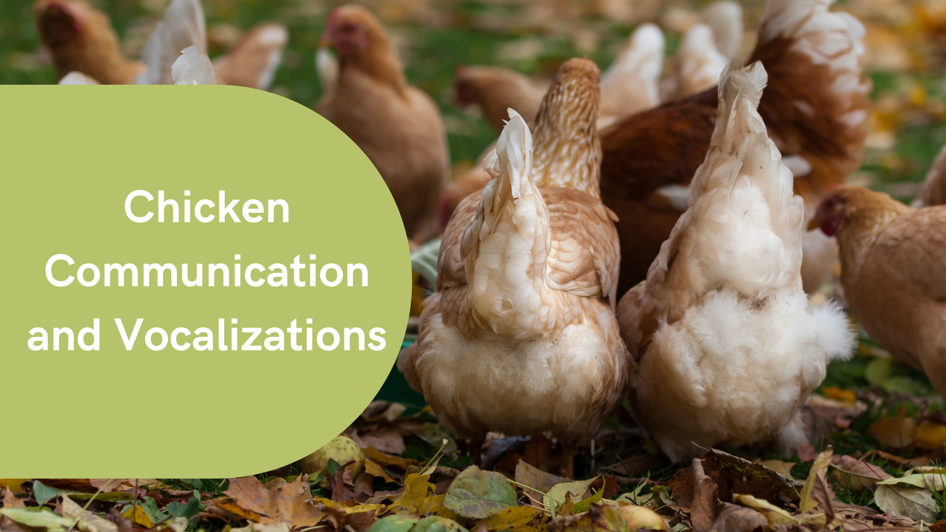 Chicken Communication and Vocalizations